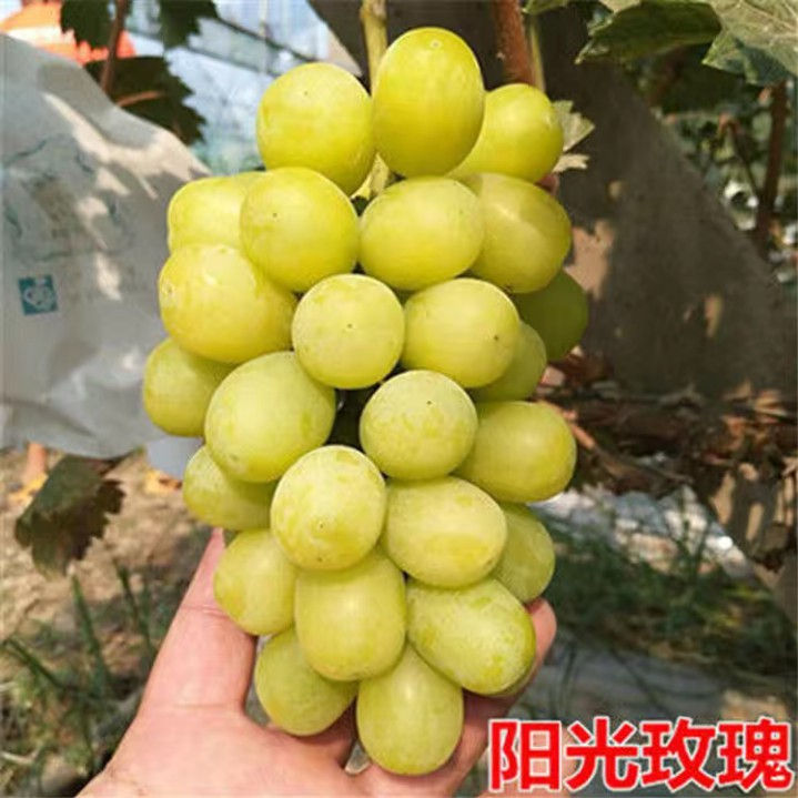 阳光玫瑰葡萄种植有技巧？科学种植很关键，虫害少，产量高