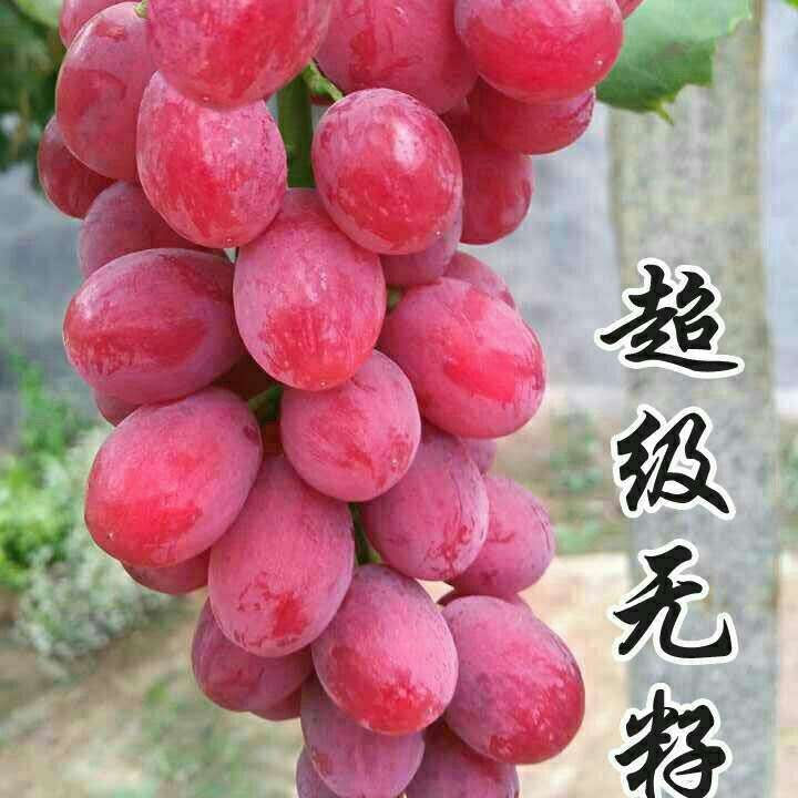 超级无籽