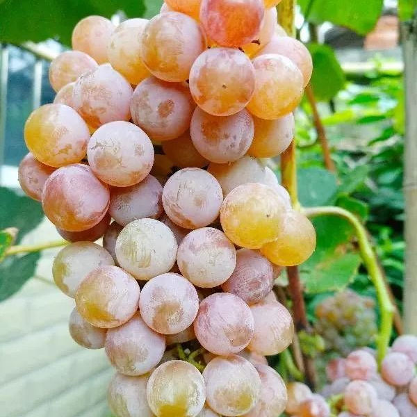 寒香蜜